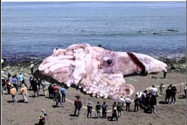 Kraken19 at