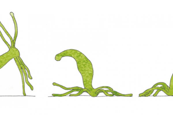Kraken официальная ссылка tor