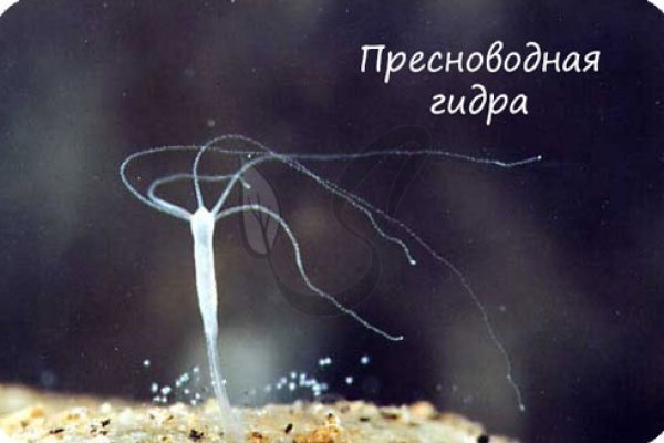 Кракен сайт пользователь не найден