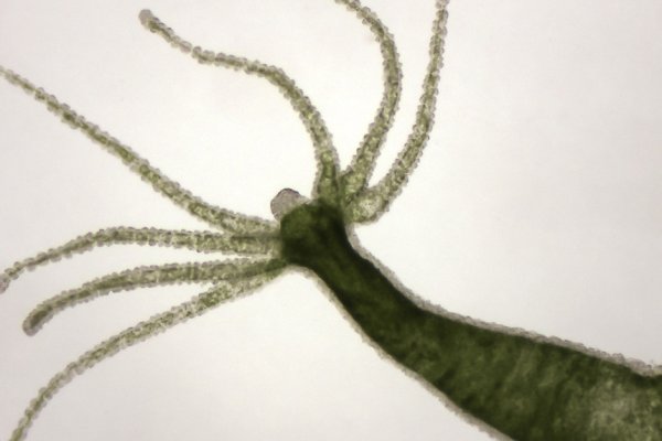 Kraken com зеркало
